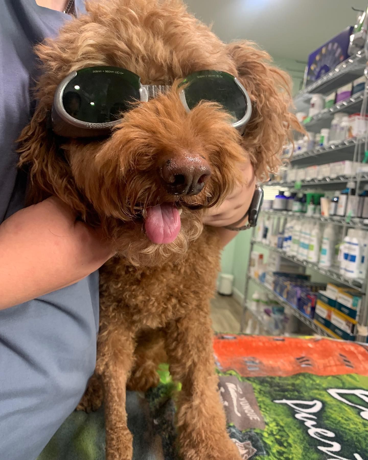 A person is holding a small brown dog wearing sunglasses.