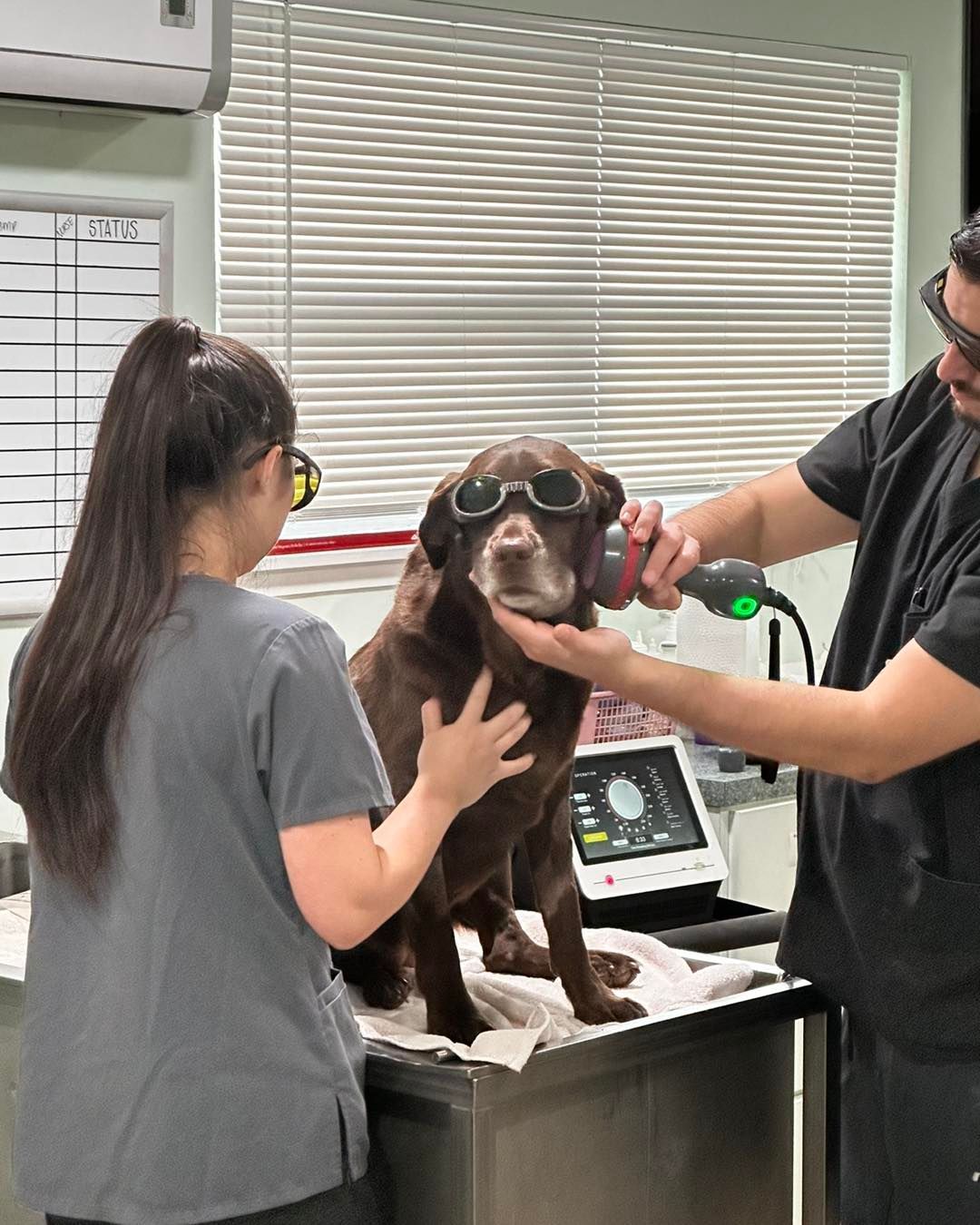 A dog wearing sunglasses is being examined by a veterinarian