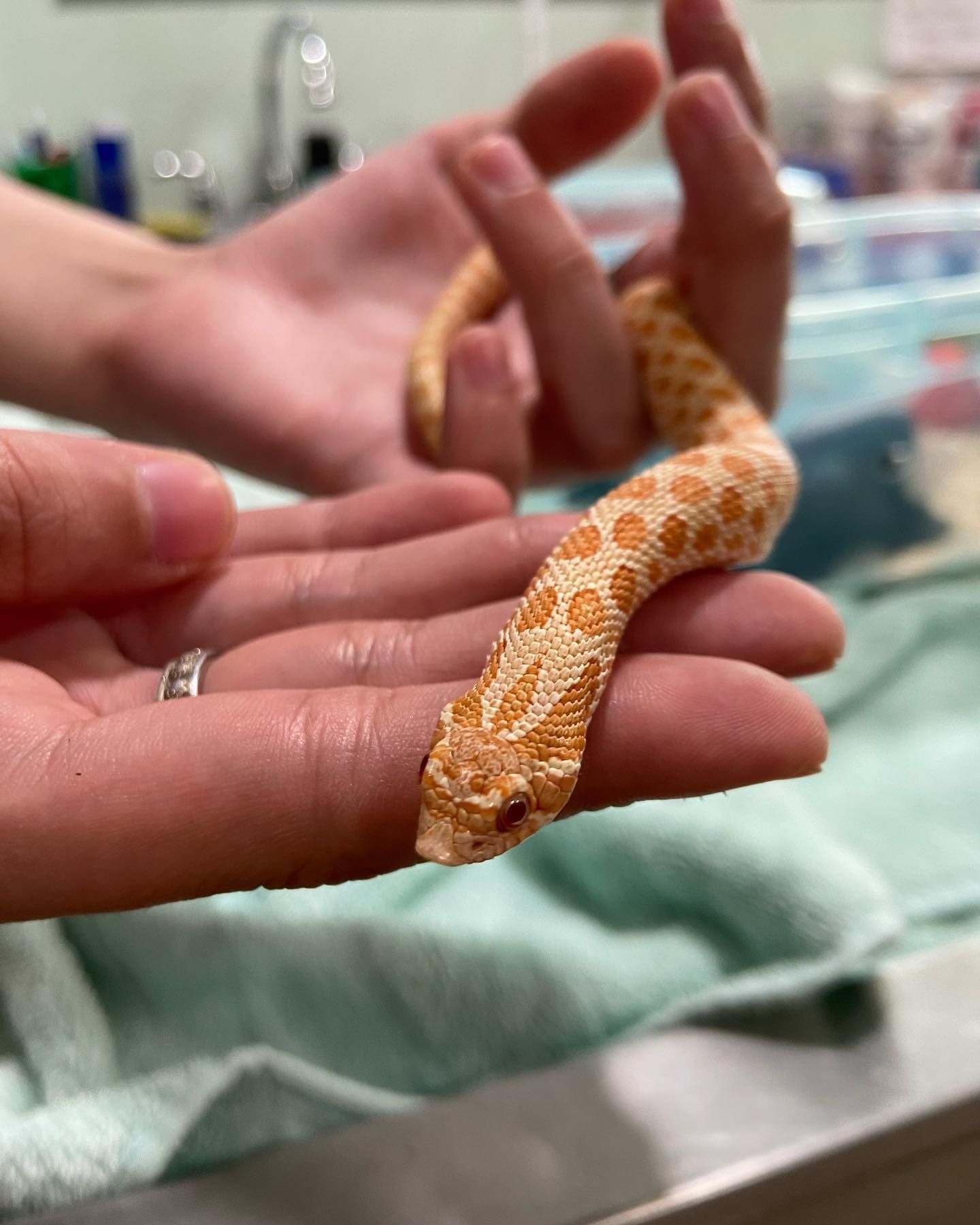 A person is holding a small snake in their hand.