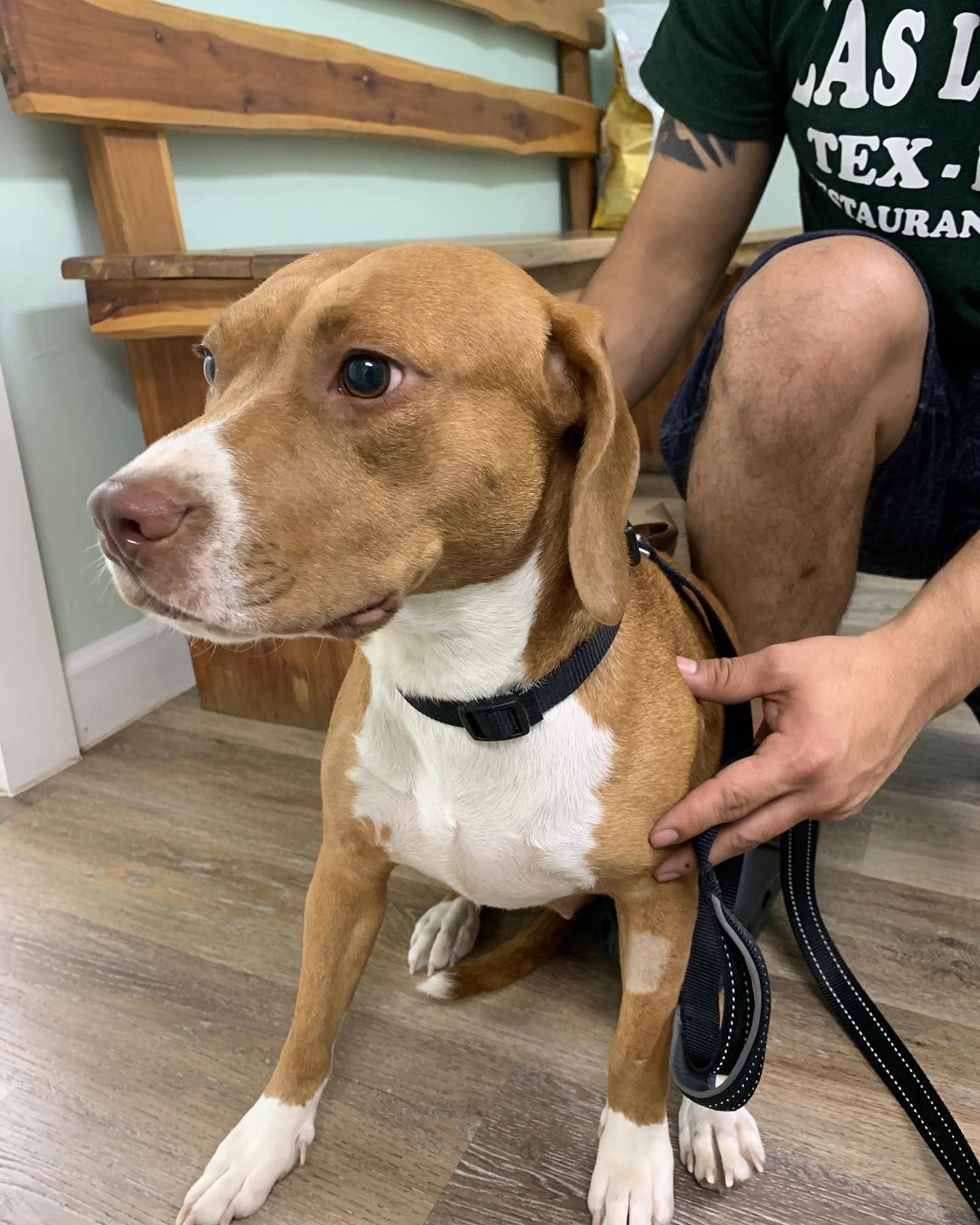 A man is kneeling down next to a brown and white dog on a leash.