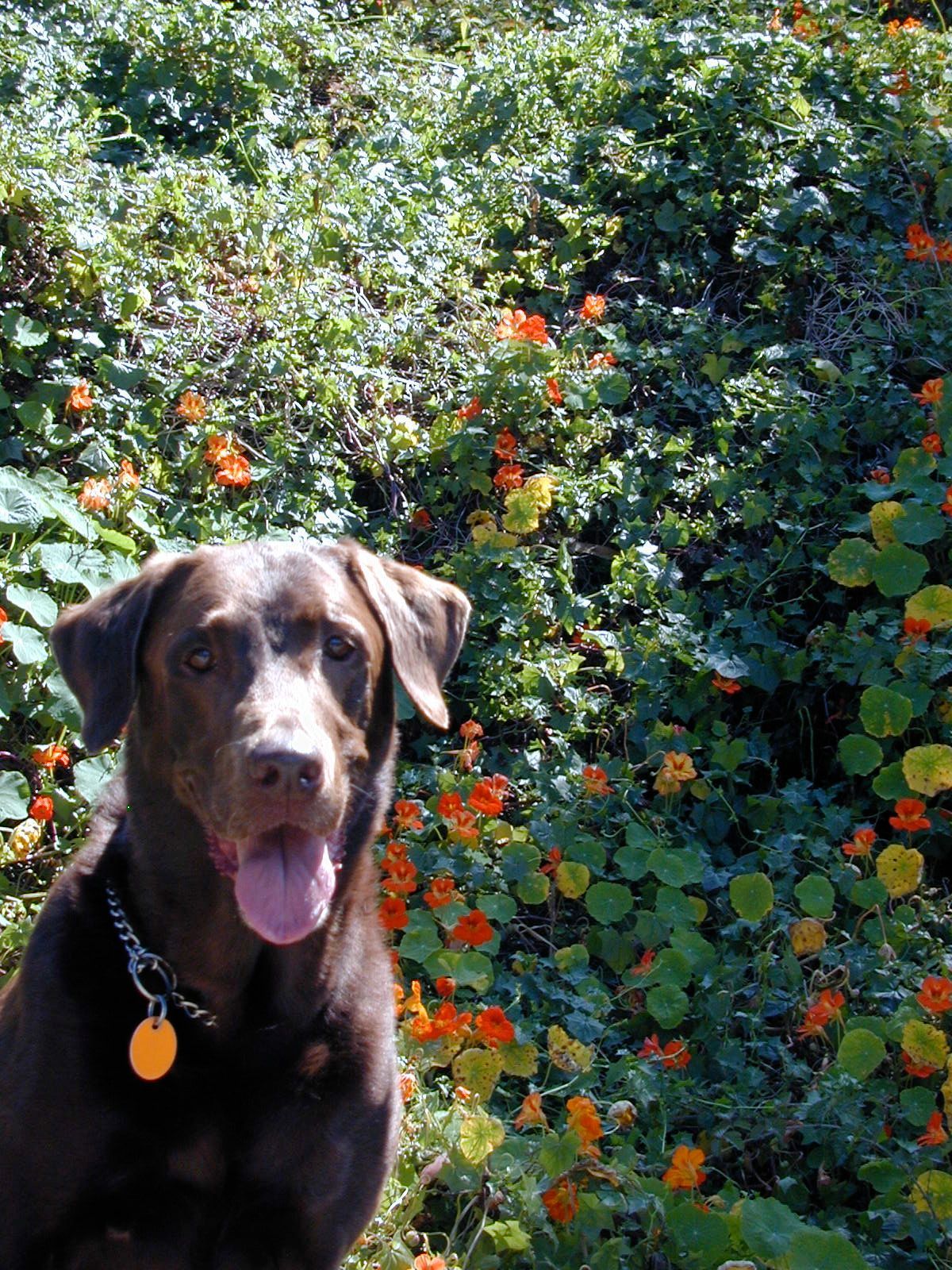 Indira Marie Geigel, a chocolate Labrador, sitting beside orange flowers.