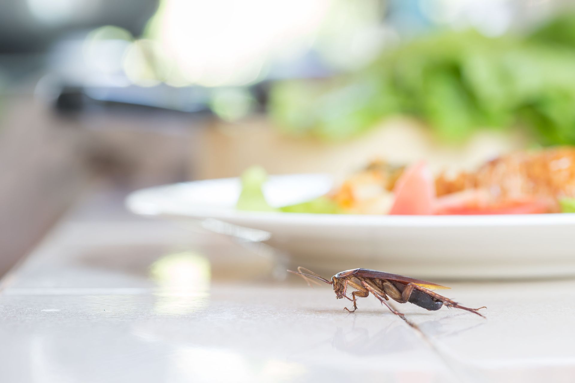 roach control services