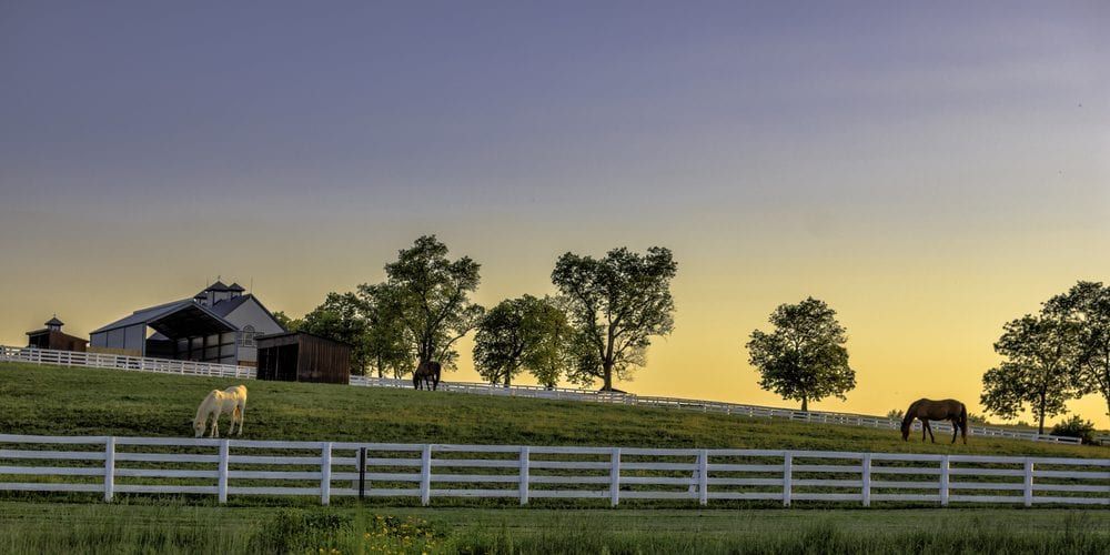 Two horses are grazing in a field next to a white fence.