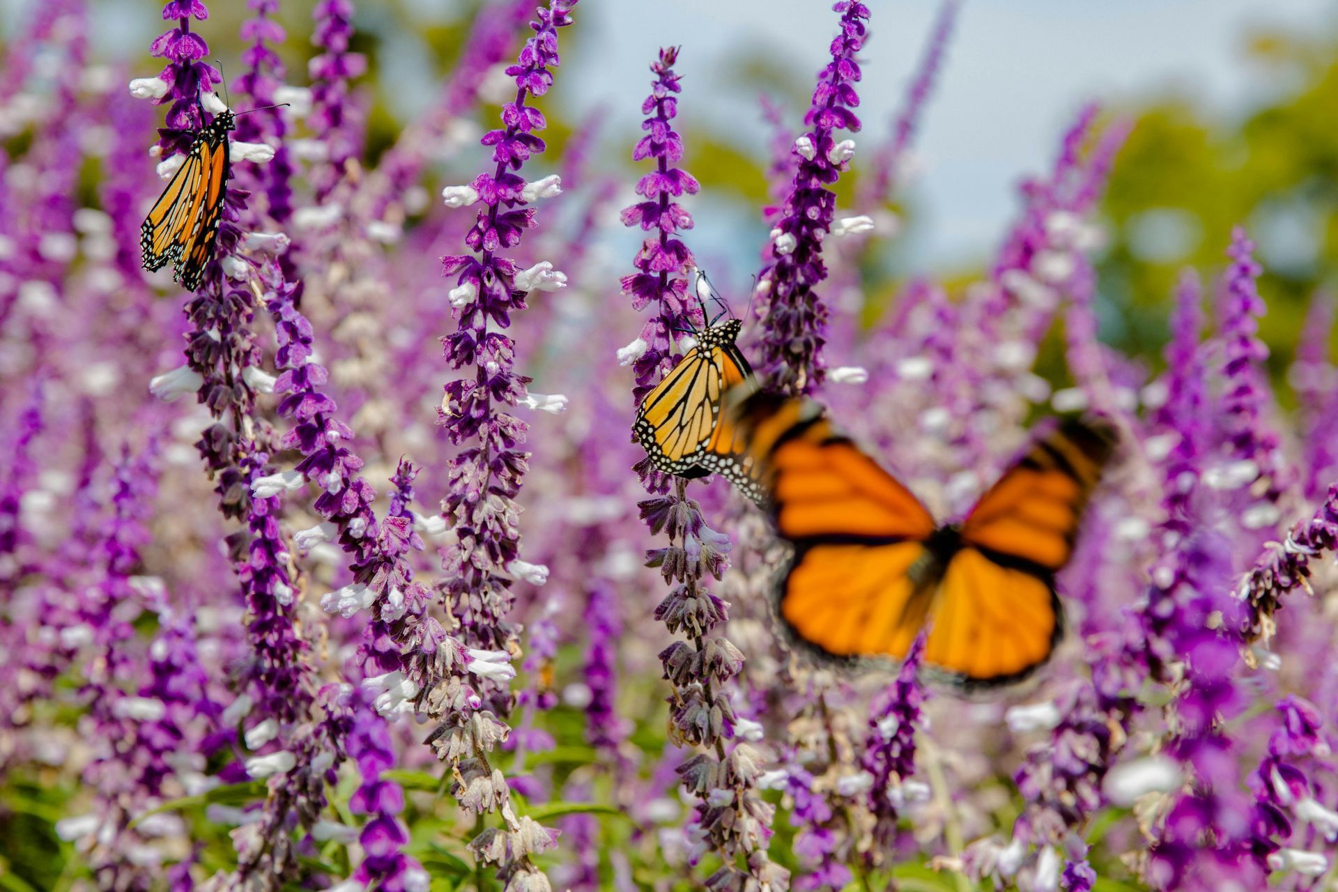 Orange butterflies on purple lavender flowers.