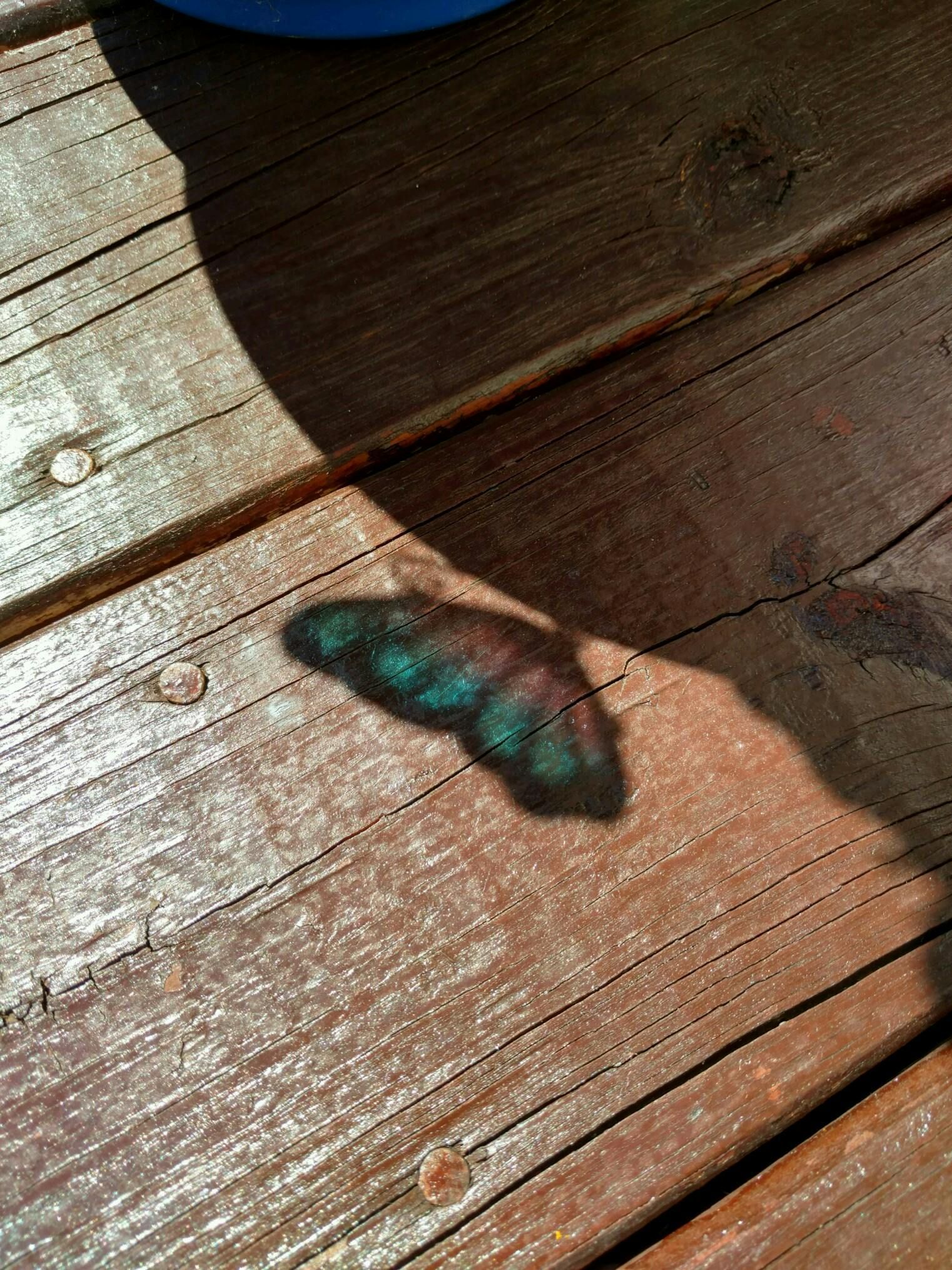 Shadow of a butterfly with teal and purple wings on weathered wooden planks.