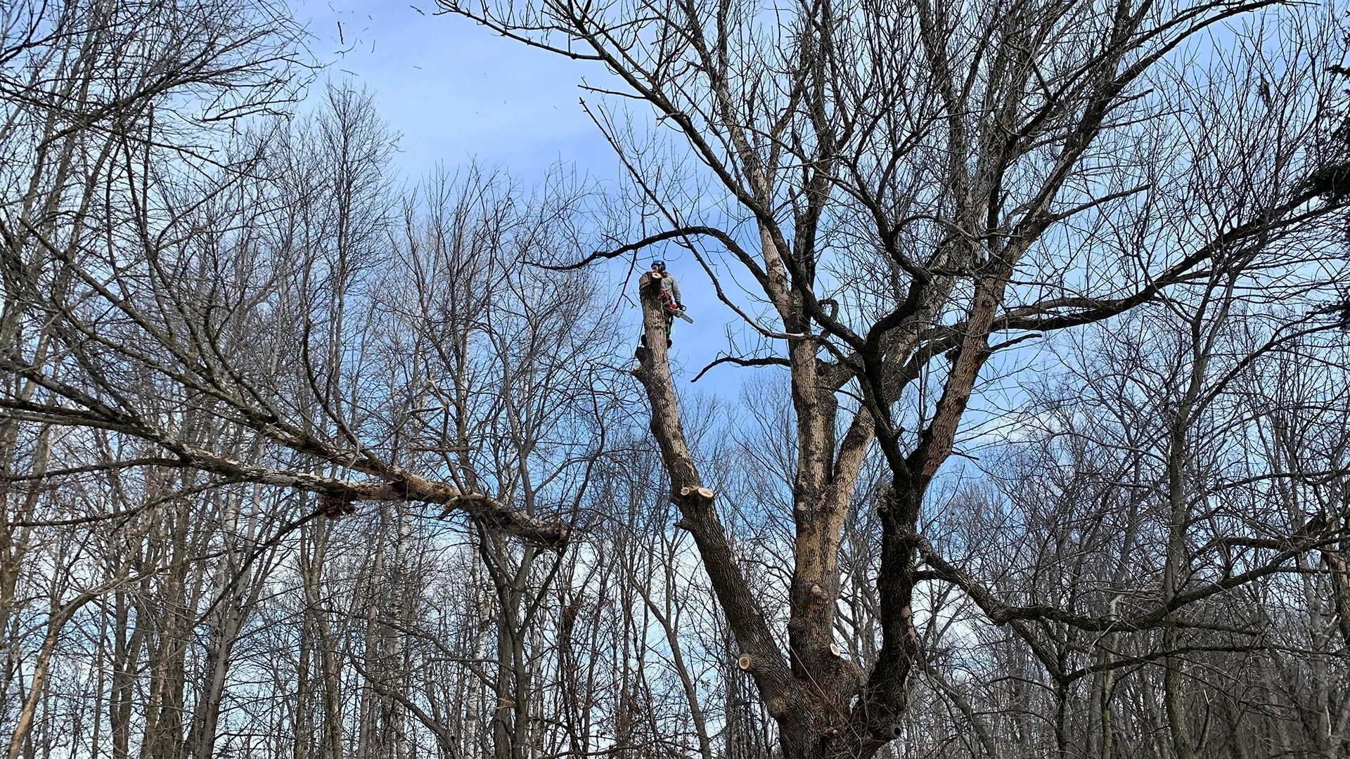 Tree branch in the middle of a forest.