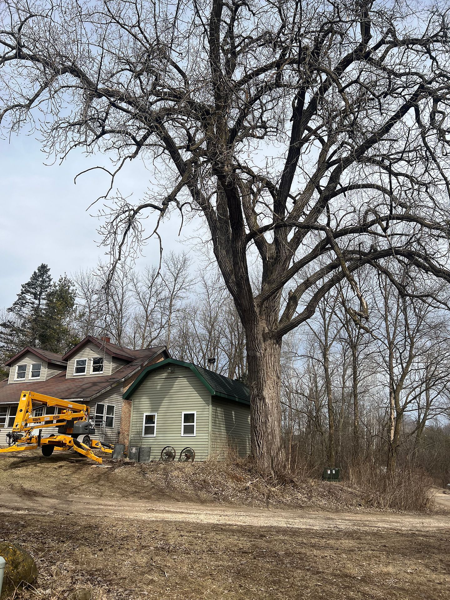 A large tree is sitting in front of a house.