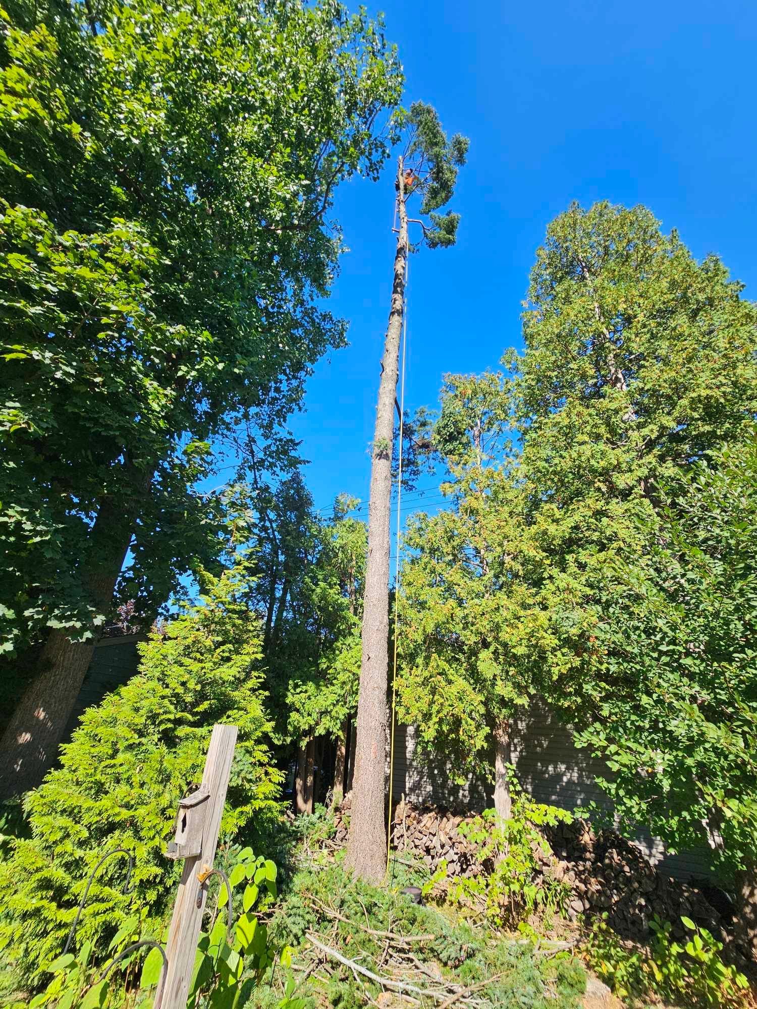A tree is being cut down in the middle of a forest.