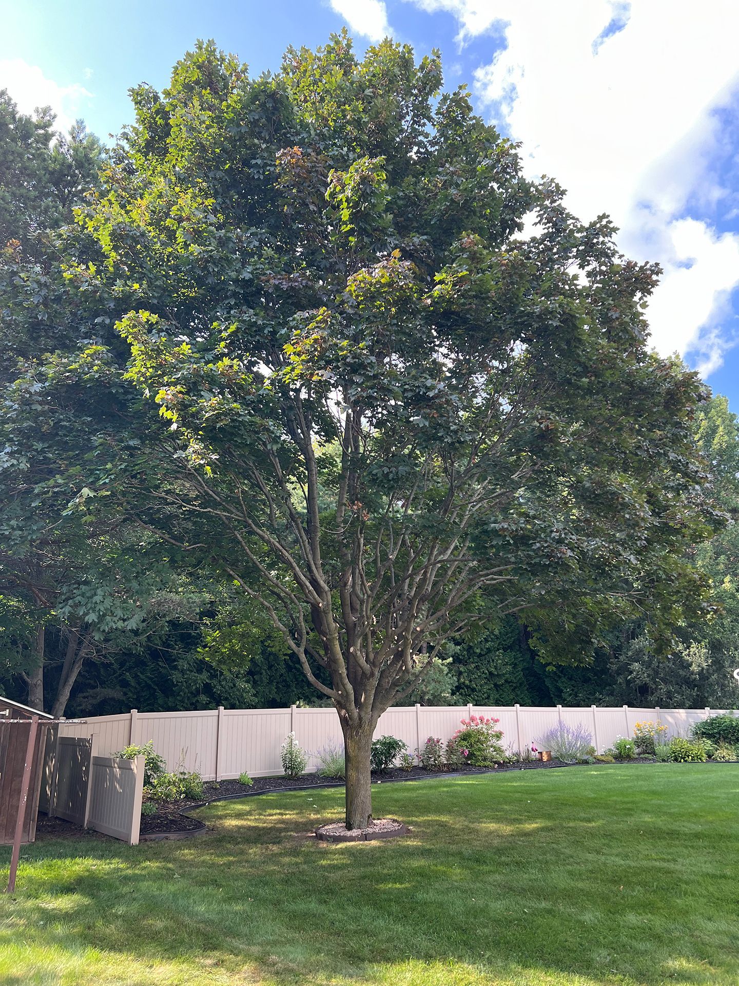 A large tree in a backyard with a white fence in the background.