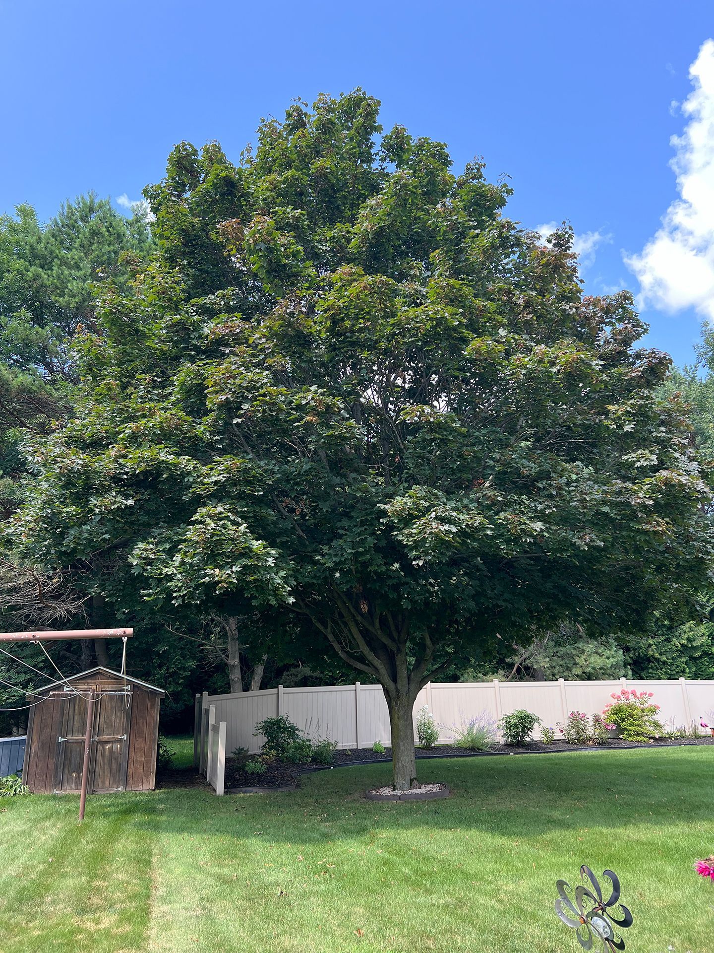 A large tree is in the middle of a lush green yard.