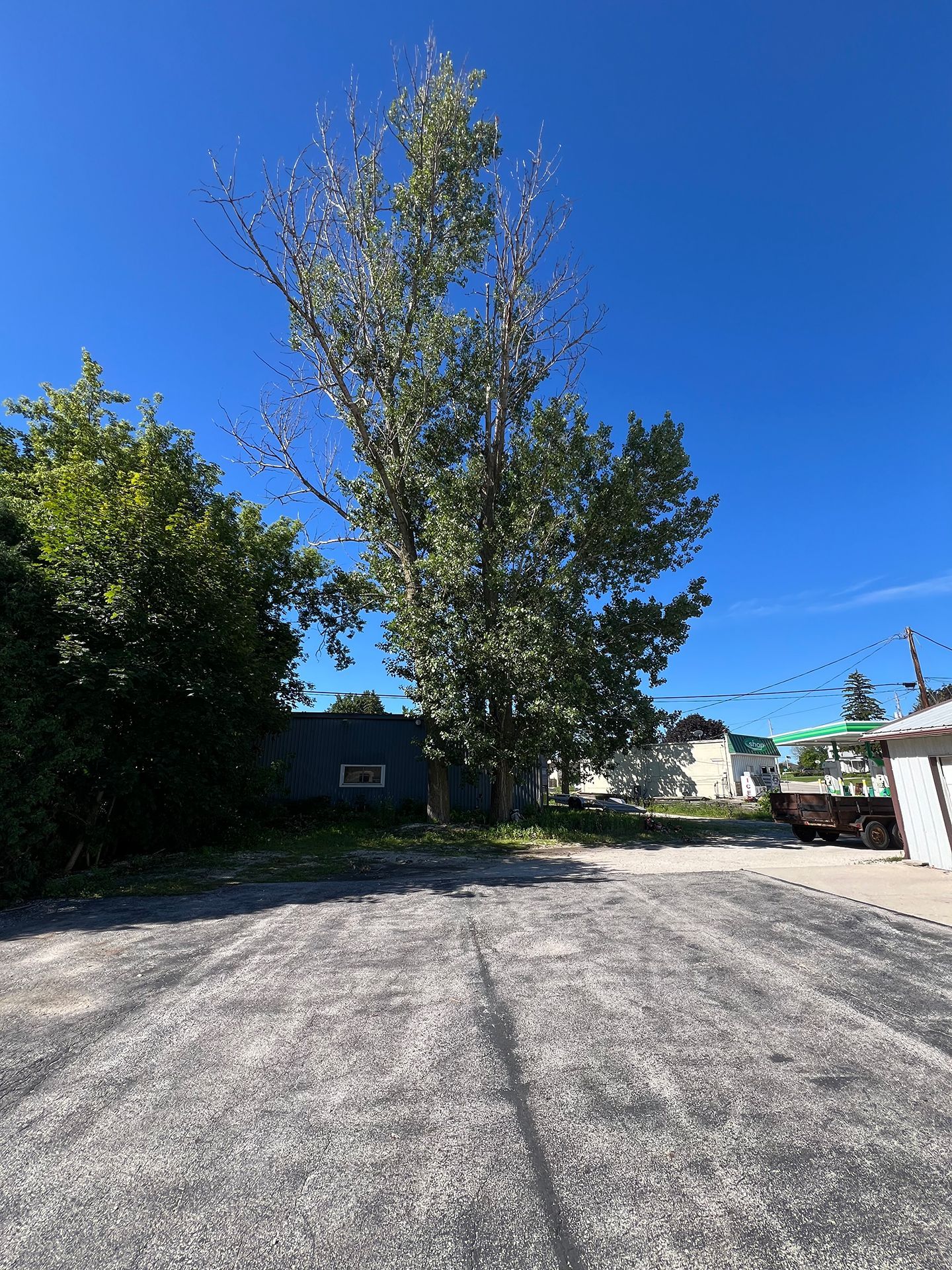 A parking lot with a tree in the middle of it