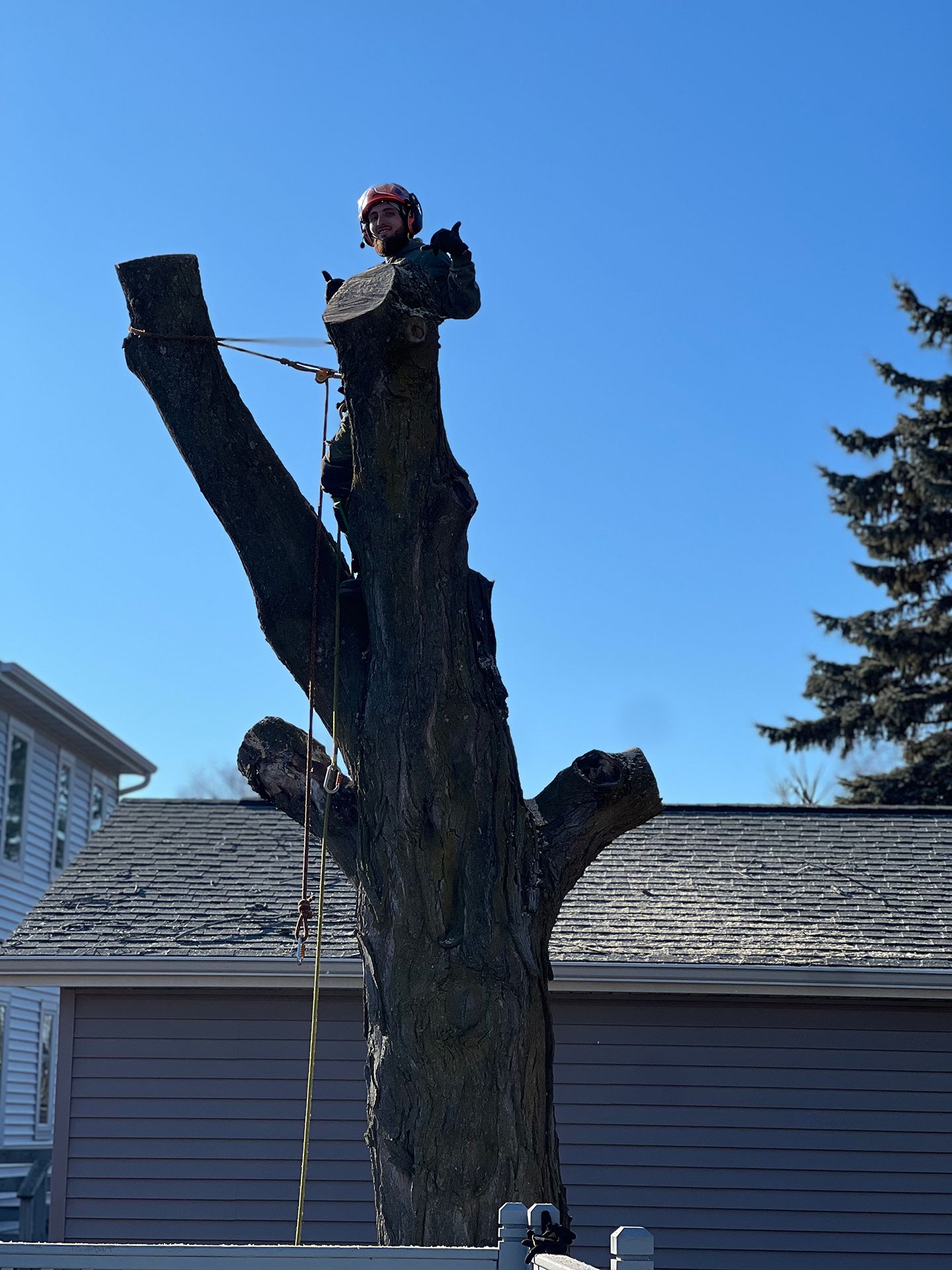 A man is climbing a tree in front of a house