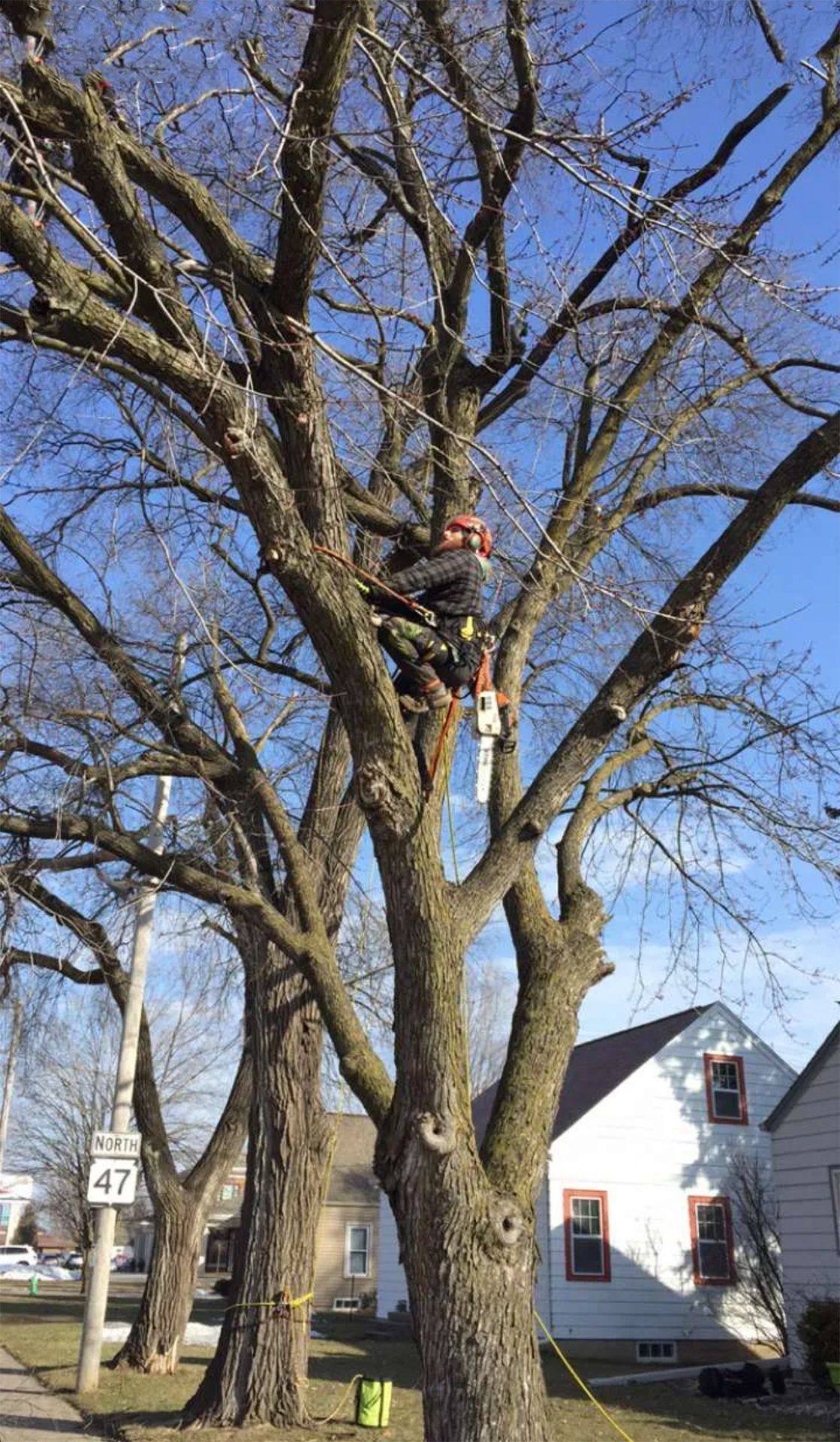 A man is climbing a tree with a chainsaw.