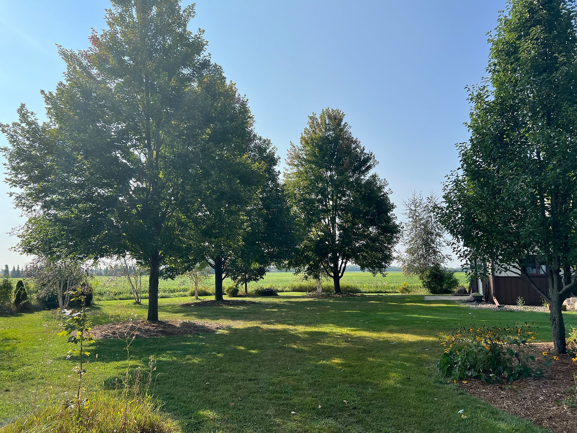 A lush green field with trees in the foreground and a blue sky in the background