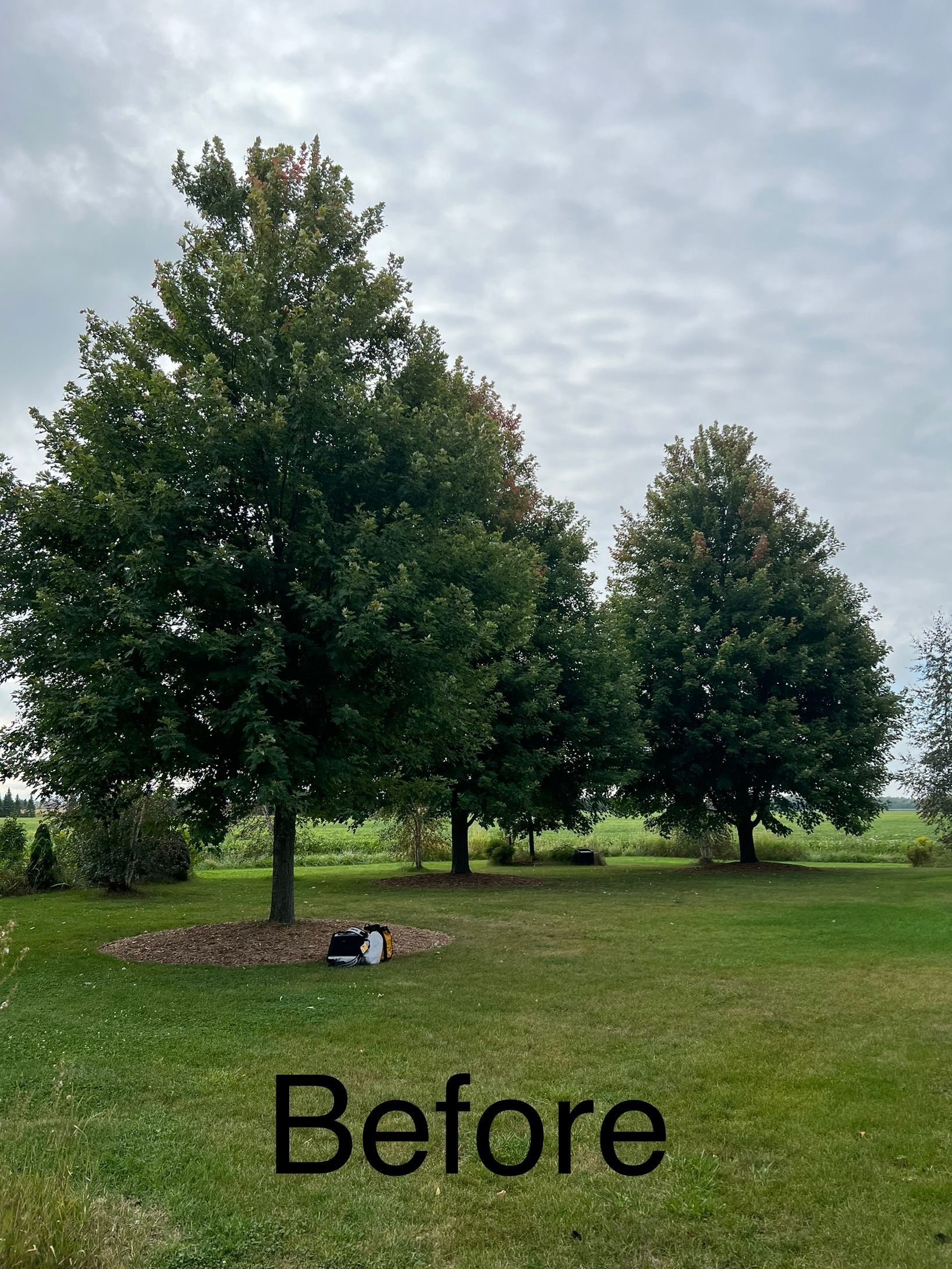 A before picture of a row of trees in a grassy field.