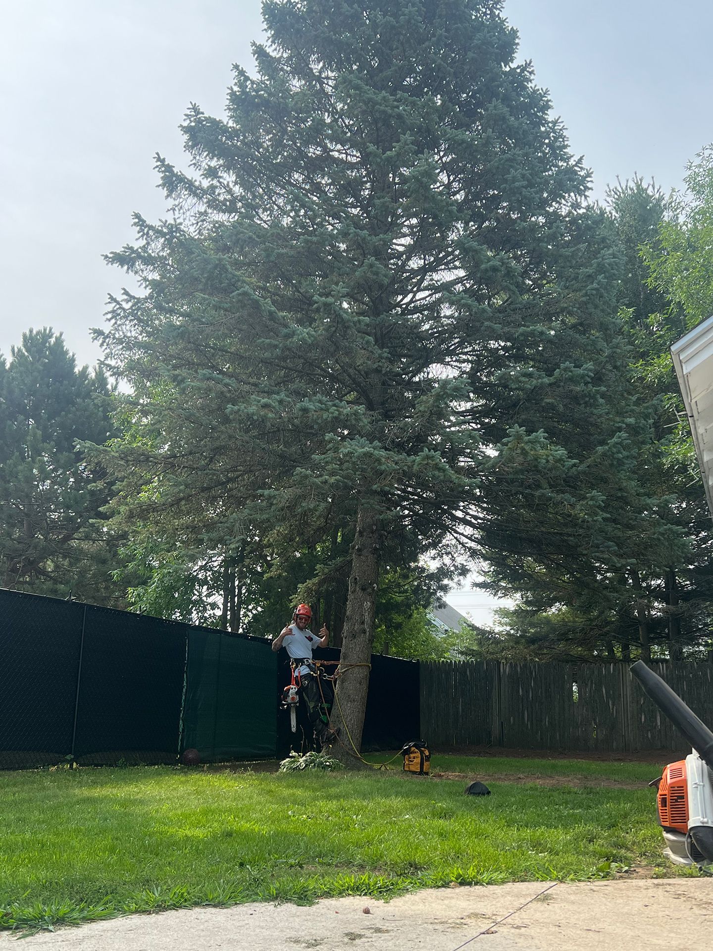 A man is climbing a tree in a backyard.