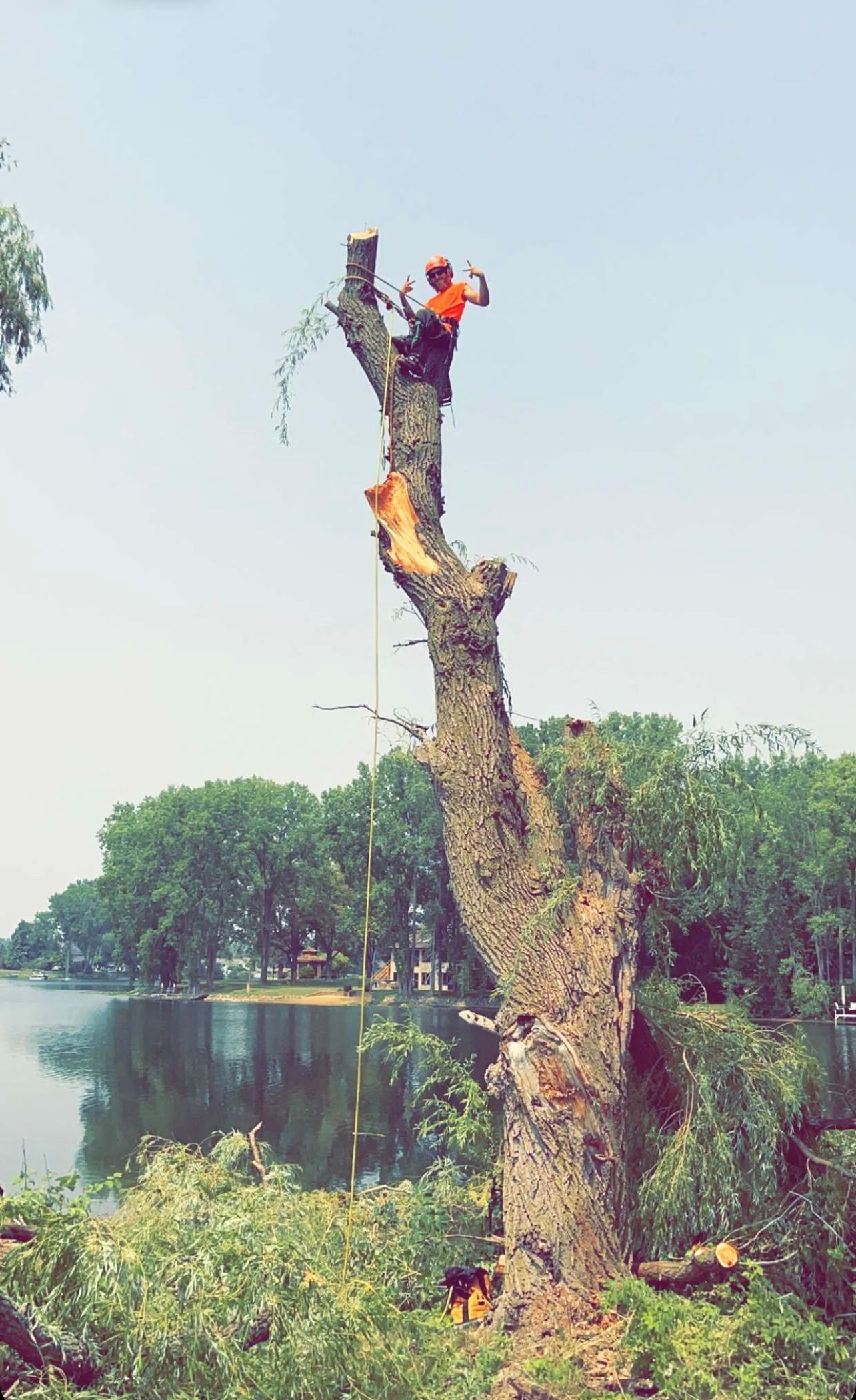 A man is cutting down a tree with a chainsaw.