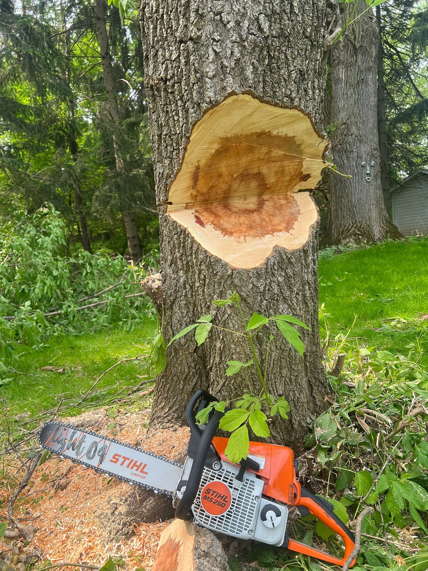 A chainsaw is sitting next to a tree that has been cut down.