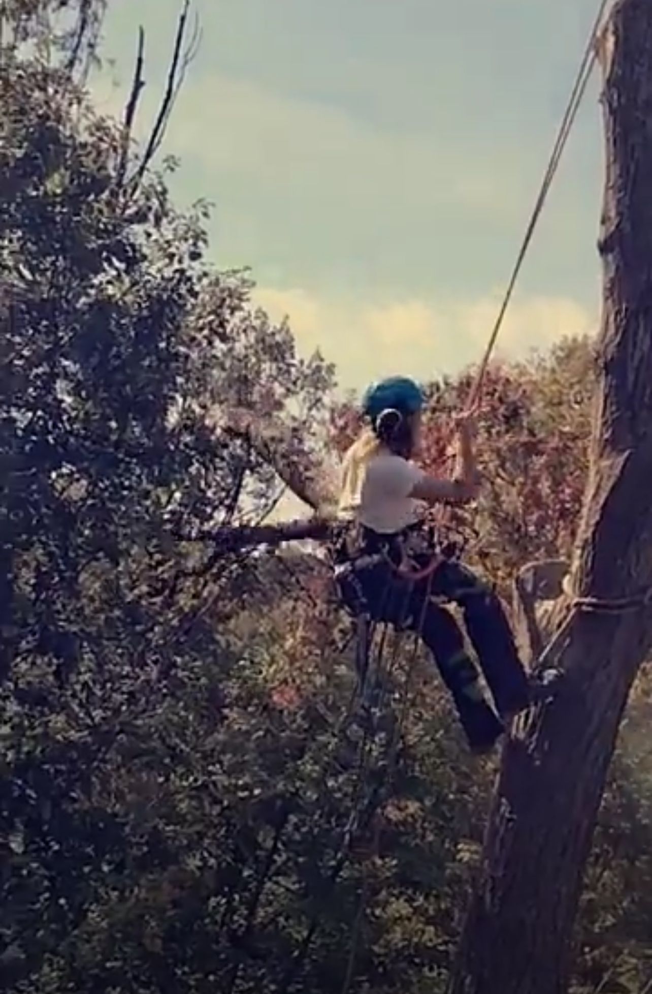 A person is climbing a tree on a snapchat story.