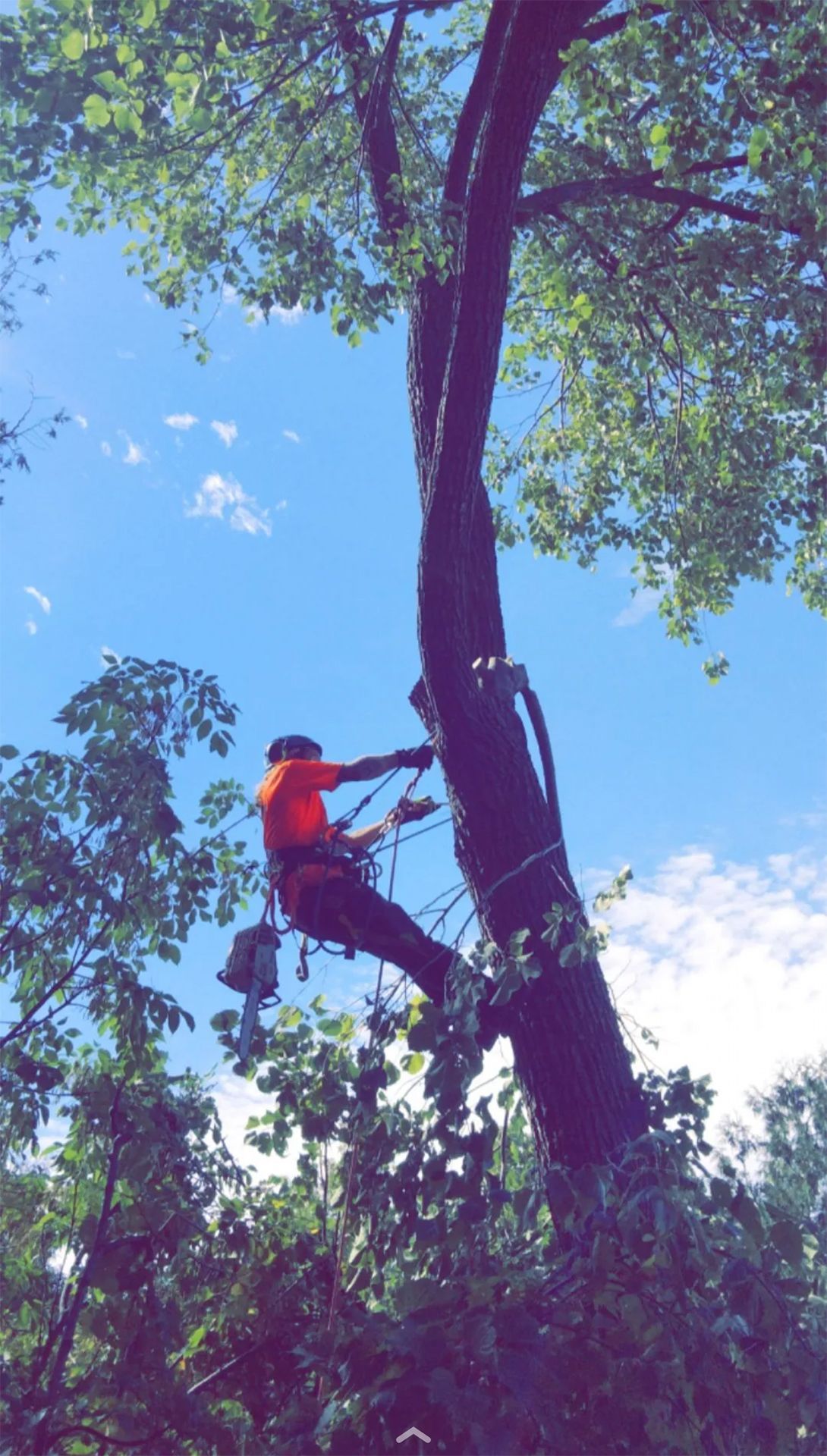 A man is climbing a tree with a rope.