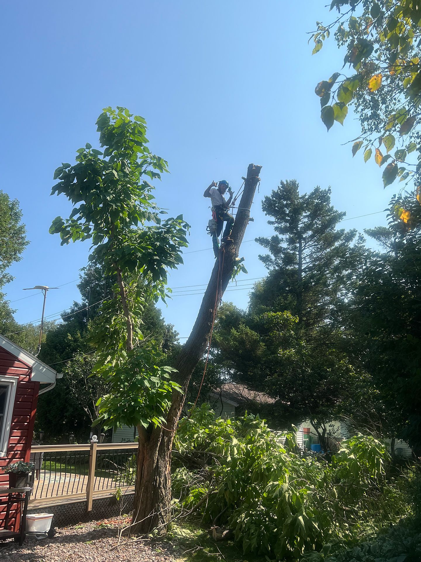 A man is climbing a tree with a chainsaw.