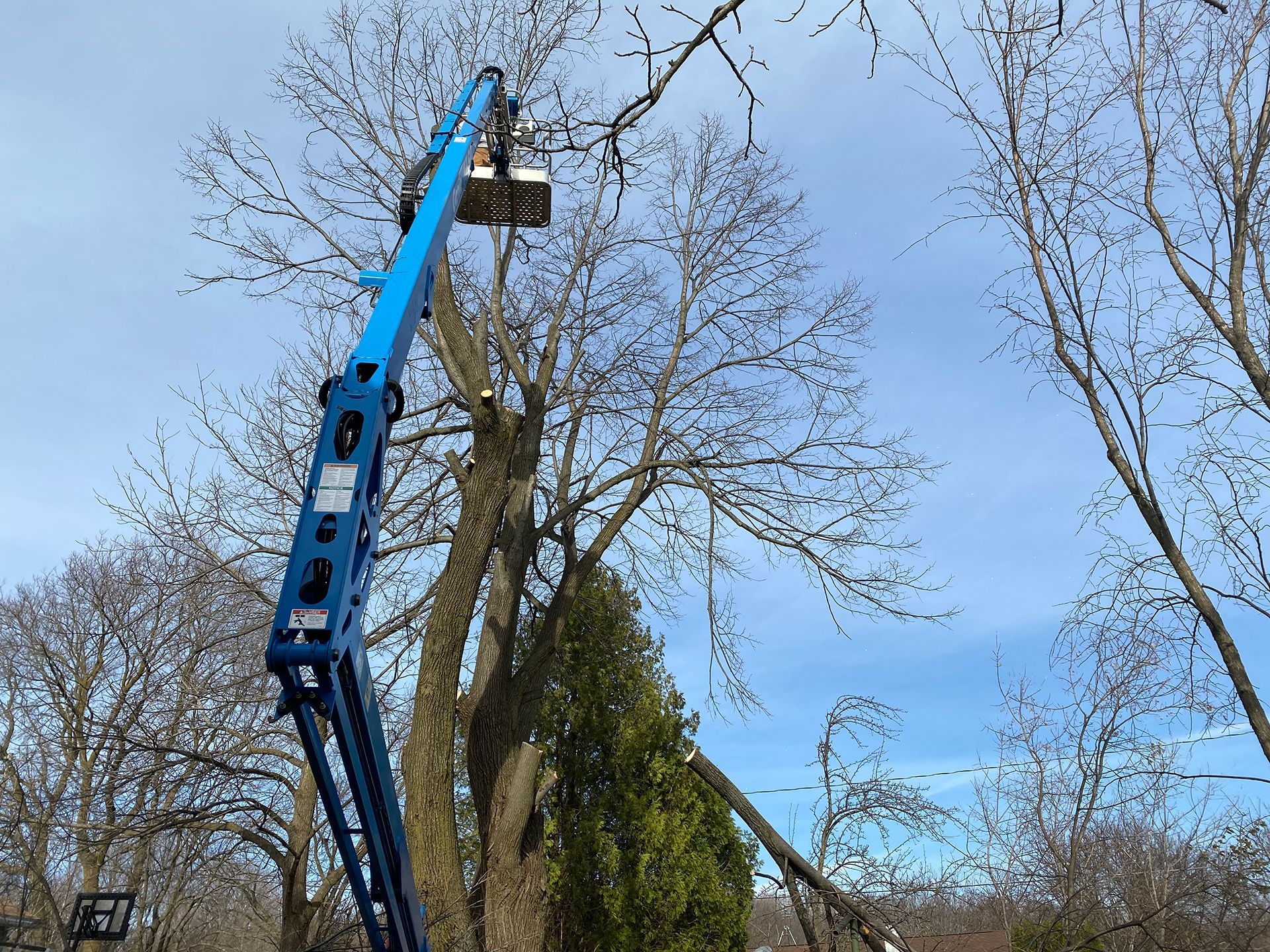A man is cutting a tree with a crane.