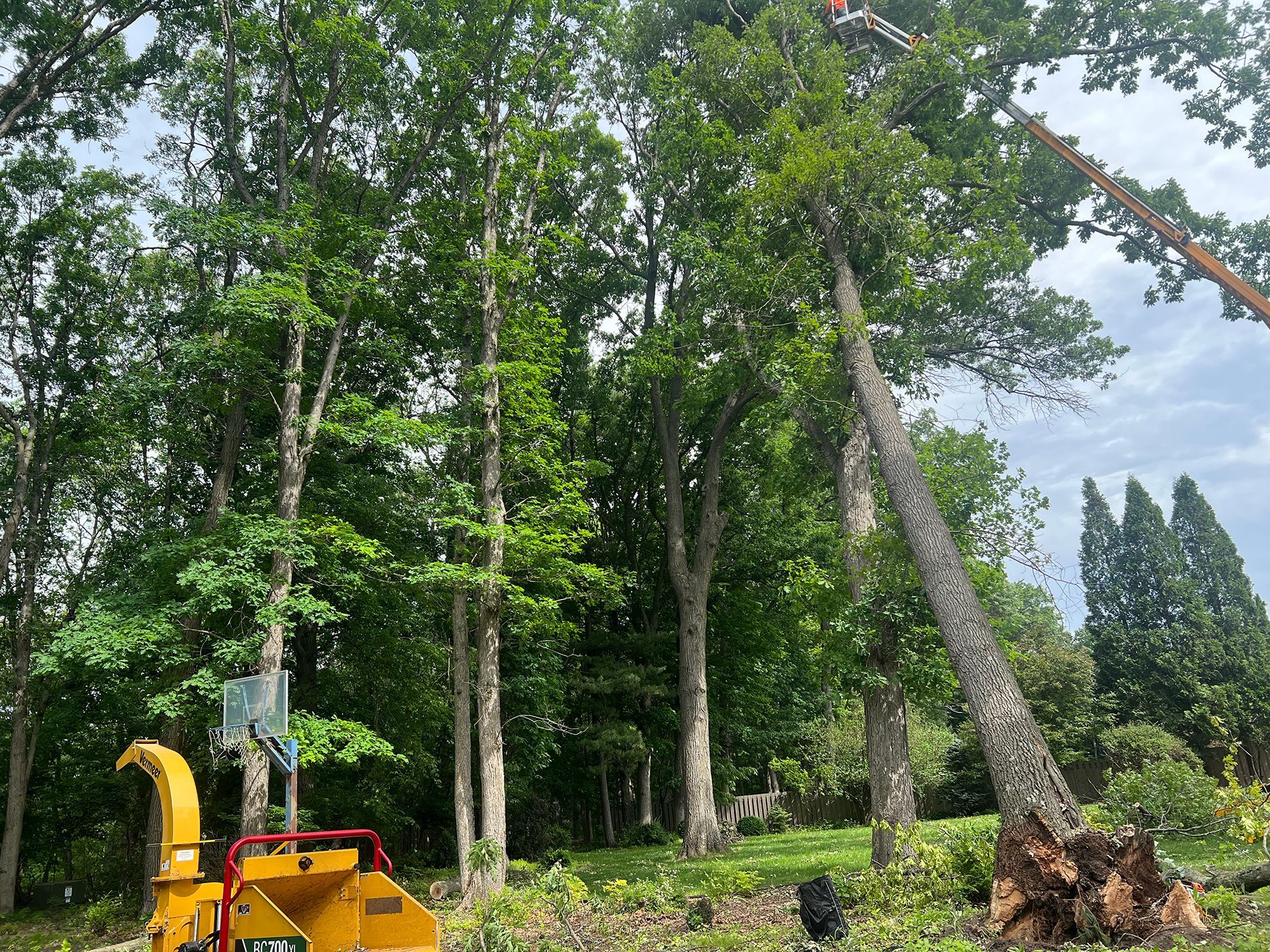A tree is being cut down by a machine in a forest.