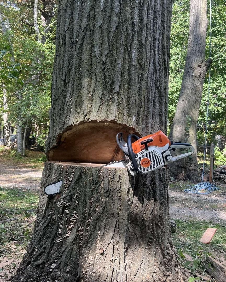 A chainsaw is sitting on top of a tree stump.