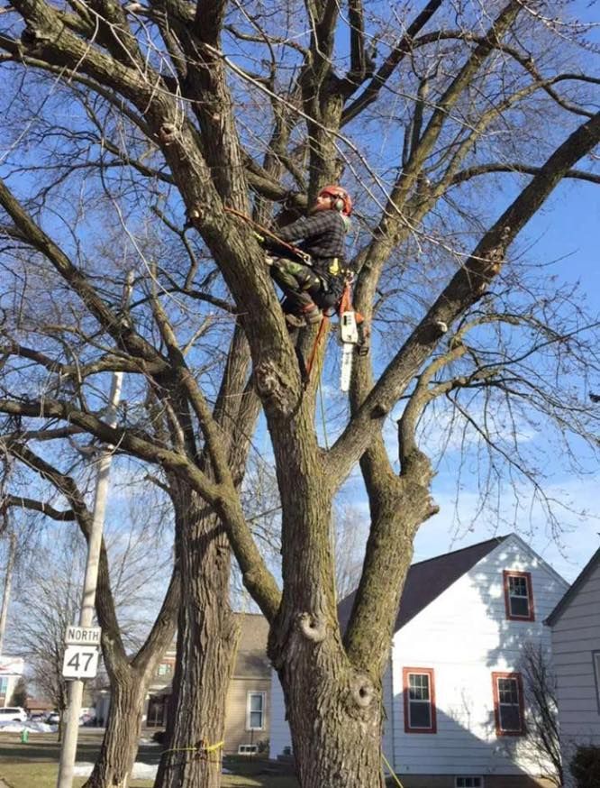 A man is climbing a tree with a chainsaw in front of a house.