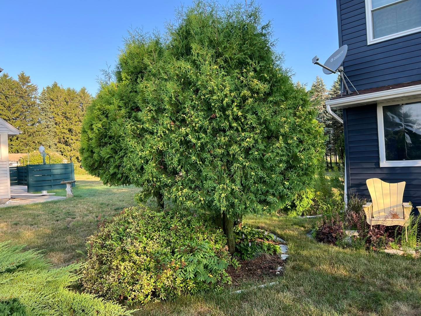 A large tree in front of a house with a satellite dish on the side.