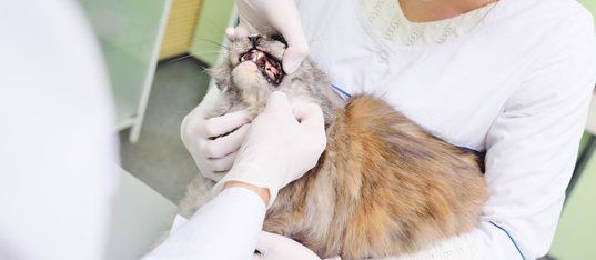 Veterinarian examines the teeth of the cat