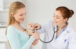 Cat in veterinary