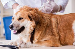 Dog in veterinary