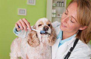 Dog dental care