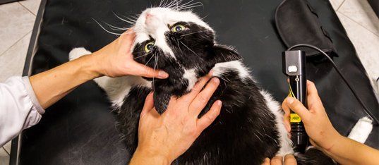 Veterinarian laser therapy to a cat