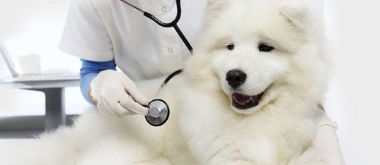 Dog in veterinary