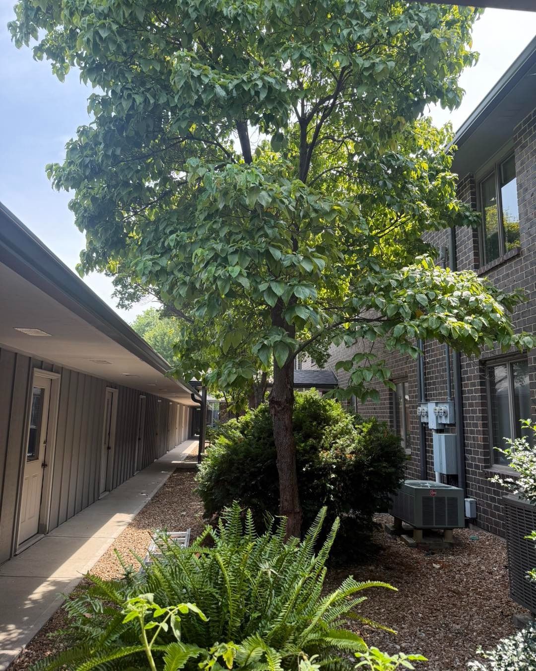 A tree between two brick buildings with a walkway. Green foliage with brown mulch and a blue sky.