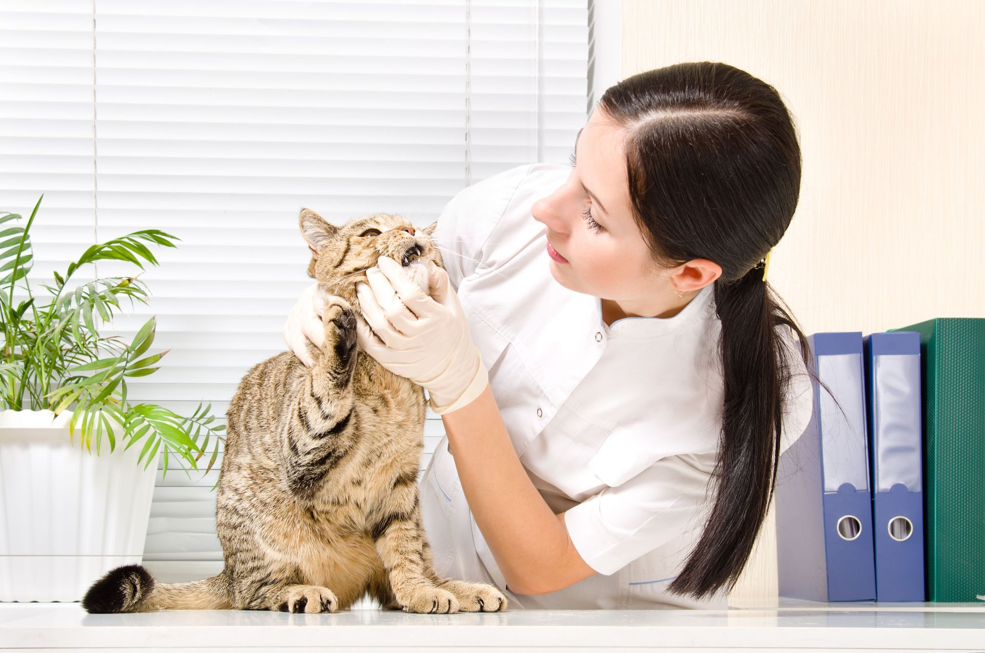 local veterinary clinics