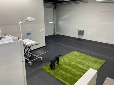 Black dog on green rug in a room with a grooming table, white walls, and a garage door.