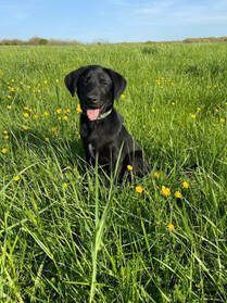 Black dog with tongue out sits in a field of green grass and yellow flowers under a blue sky.