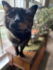 Tortoiseshell cat stands on a wooden table, looking towards the camera.