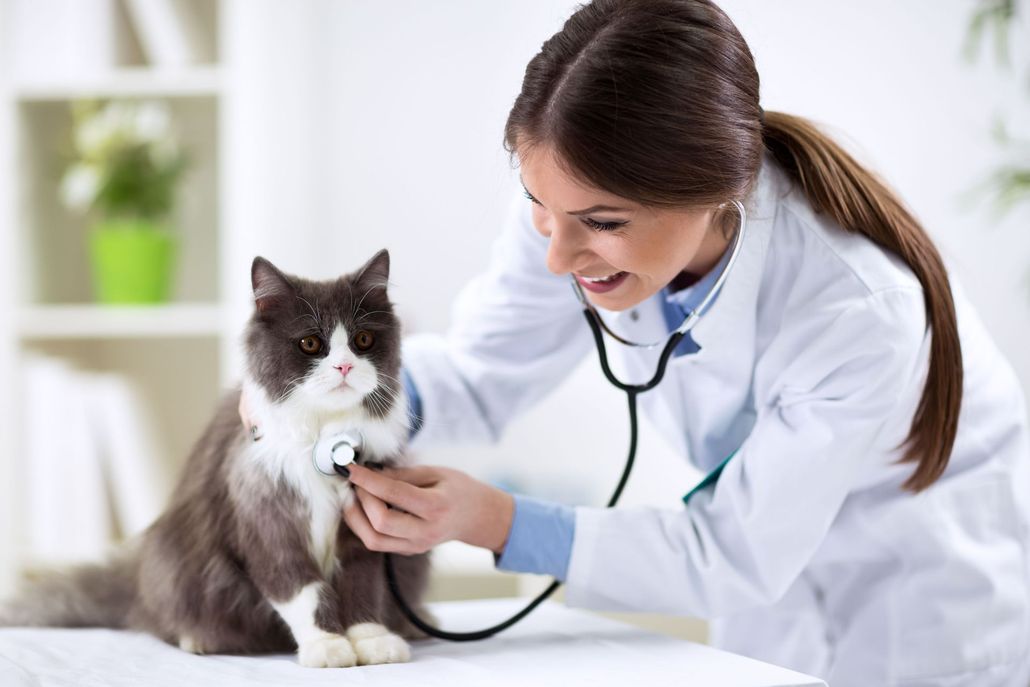 Veterinarian in a white coat examines a fluffy gray cat with a stethoscope. Bright, indoor setting.