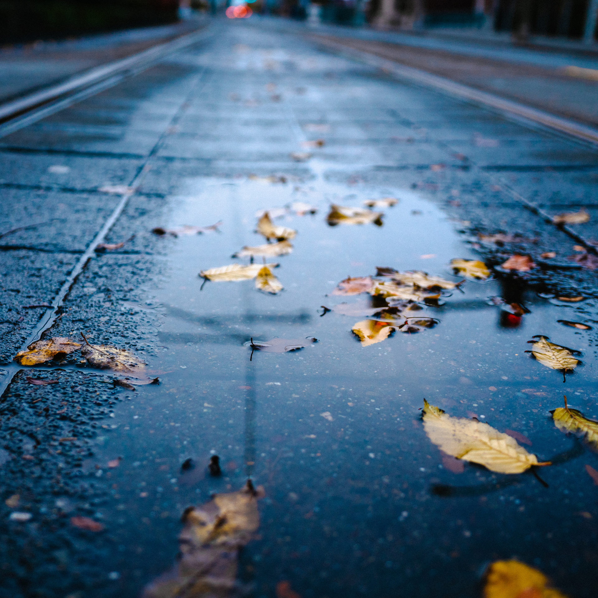leaves on road