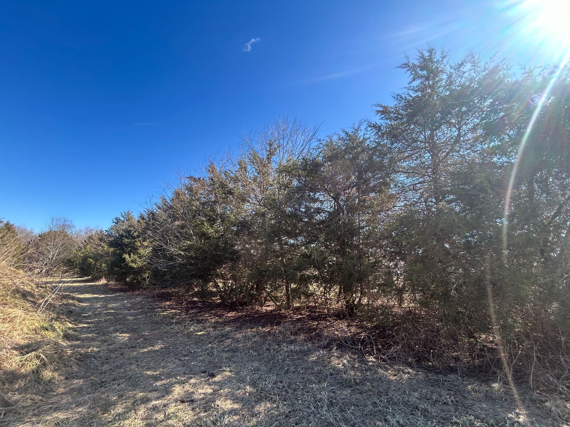 A dirt road surrounded by trees on a sunny day.