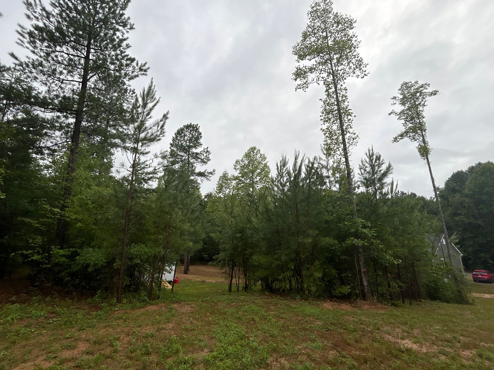 A field filled with trees and grass on a cloudy day