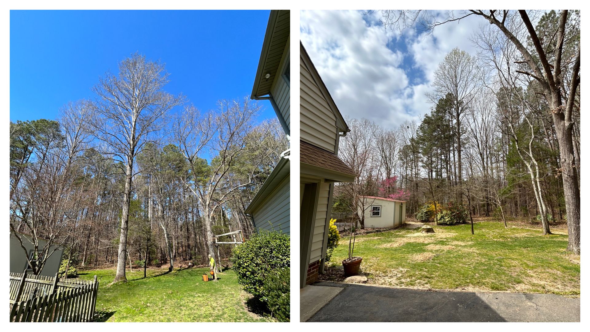 A before and after picture of a tree being cut down in a backyard.