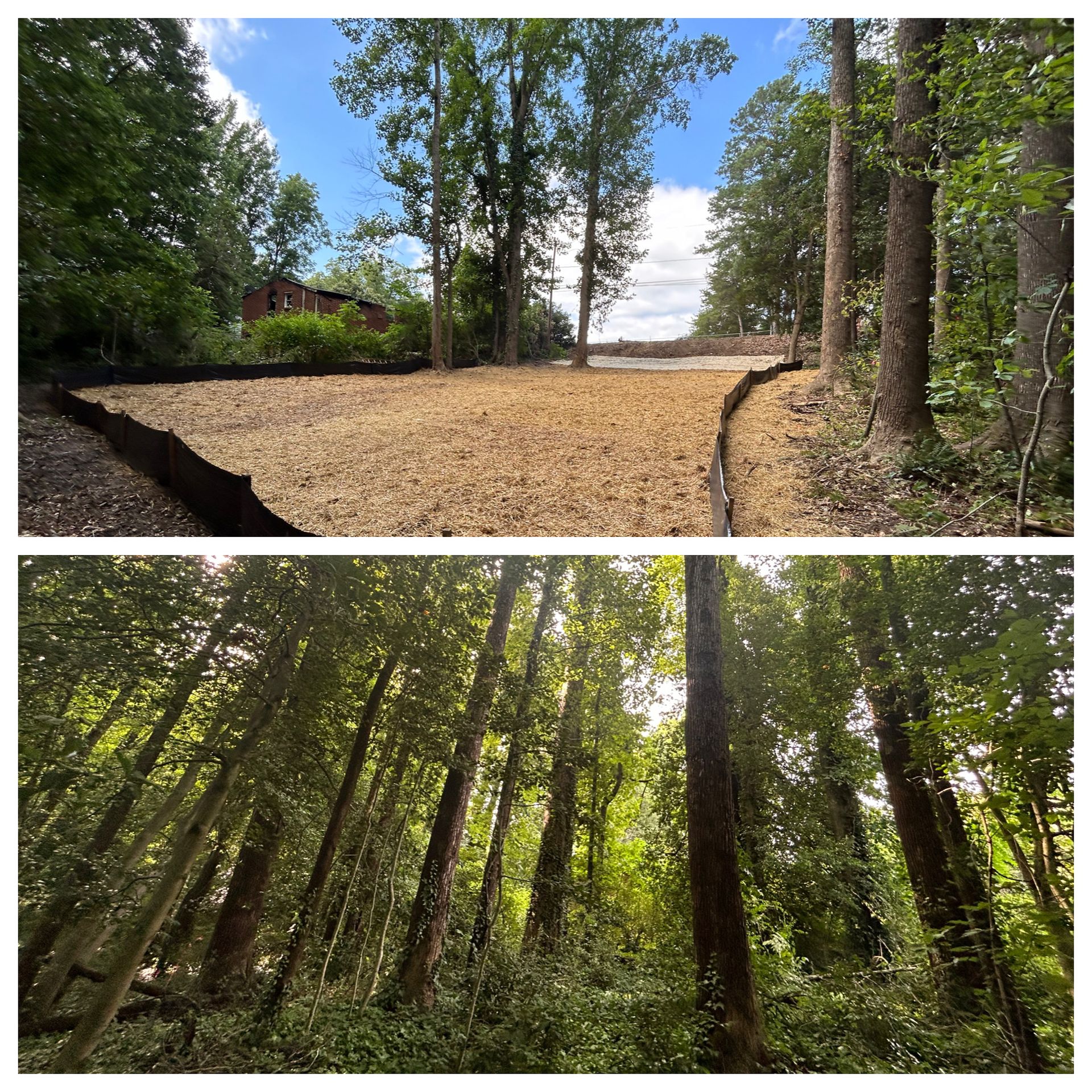 A before and after picture of a forest with trees and dirt.