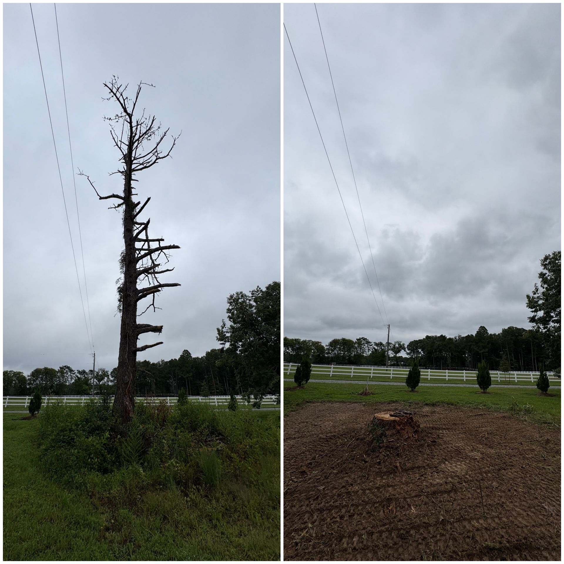 Before and after view of a dead tree removed from a grassy field. Overcast sky.