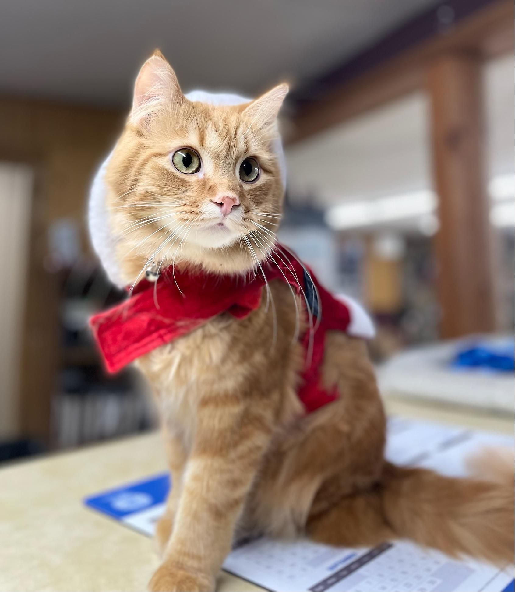 Cat with red outfit