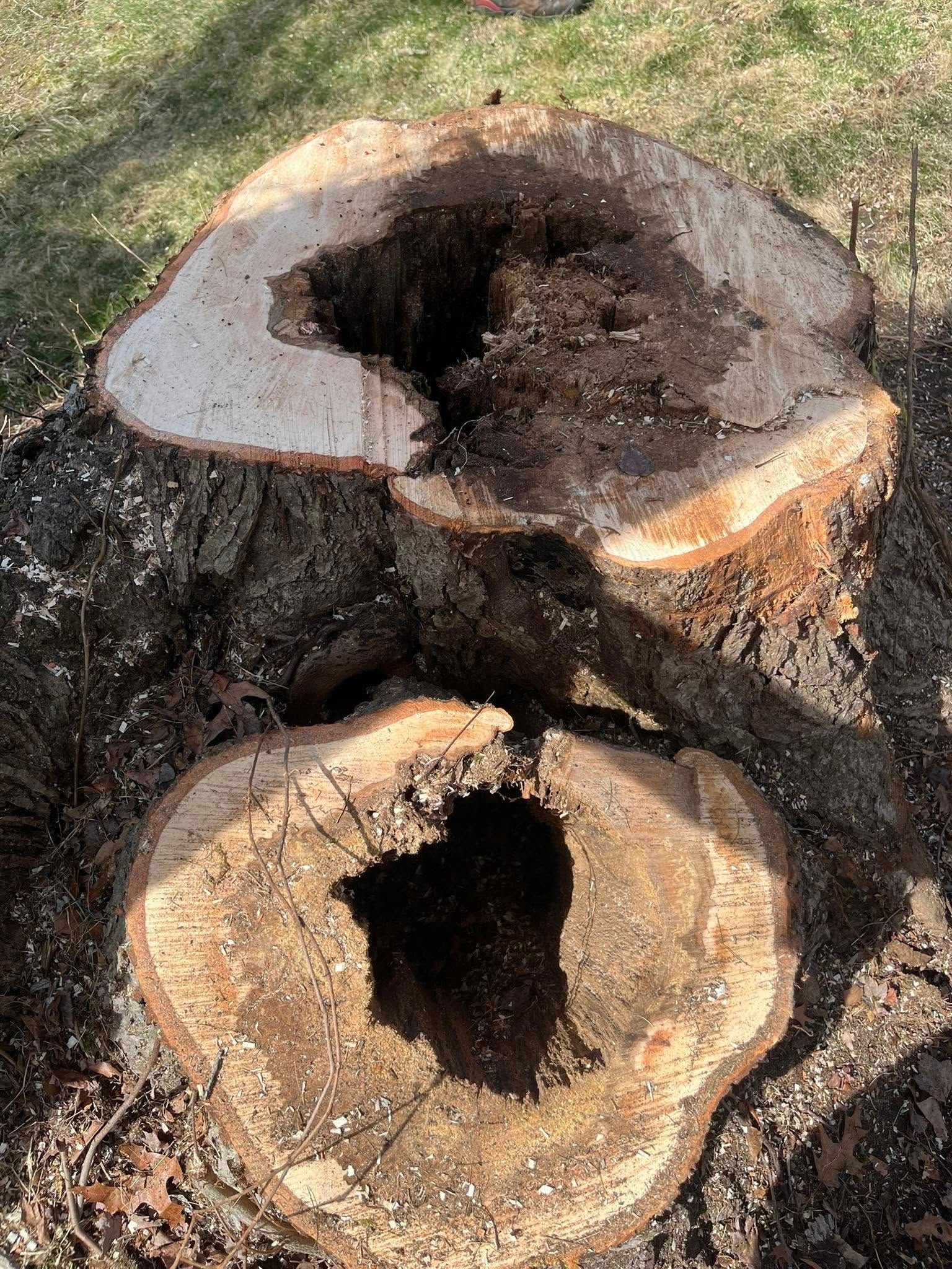 Closeup of a rotted tree log showing internal decay, a common sign of a compromised tree in Kingston